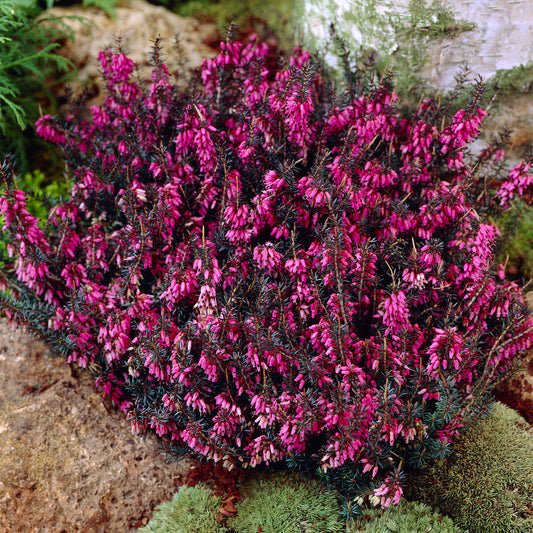 Erica 'Winter Ladies Red' Heather