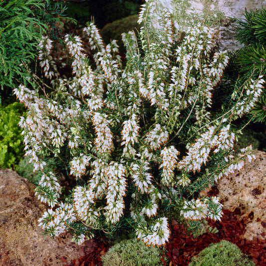 Erica 'Winter Ladies White' Heather