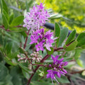 Hebe 'Mrs Winder'