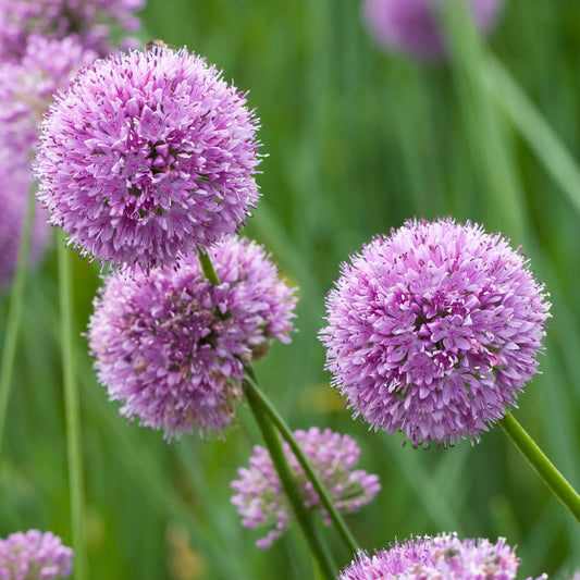 Allium 'Quattro'