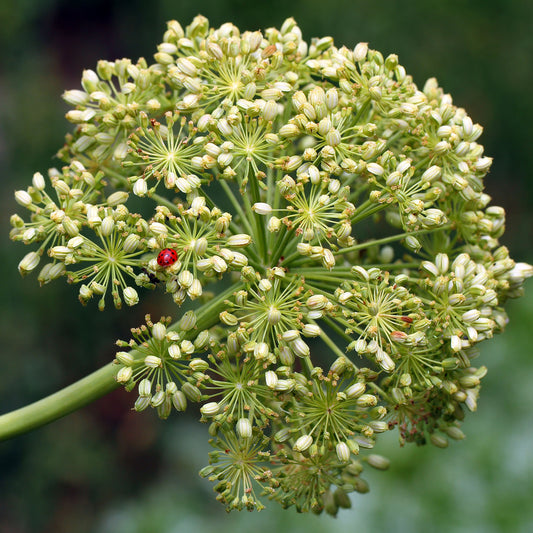 Angelica archangelica