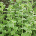 Mint Apple
