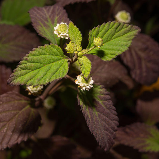 Aztec 'Sweet Herb'