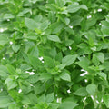 Basil Bush