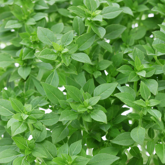 Basil Bush