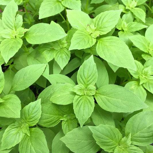 Basil Lemon