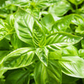 Basil Sweet