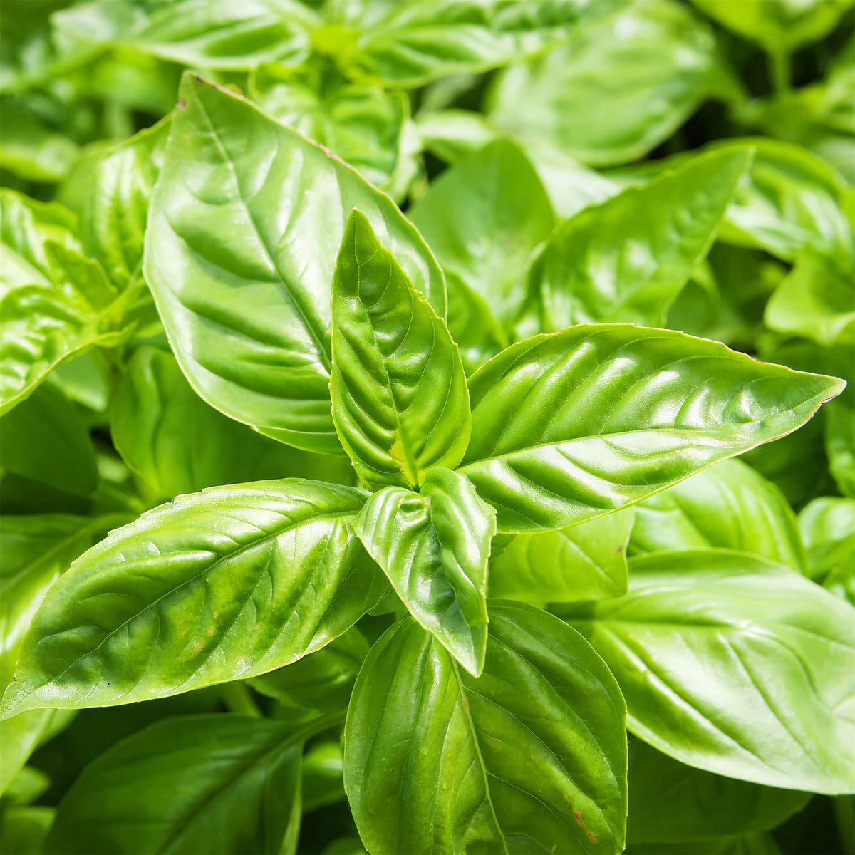 Basil Sweet