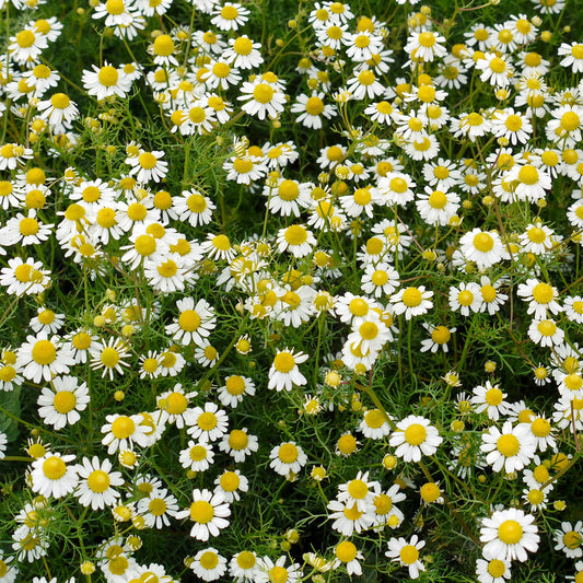 Chamomile Roman