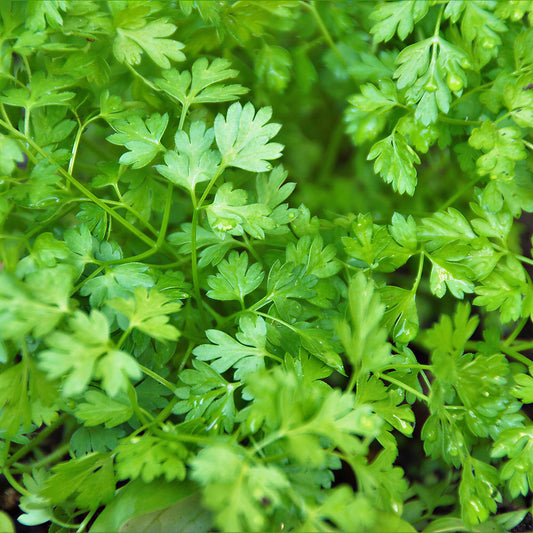 Chervil Common