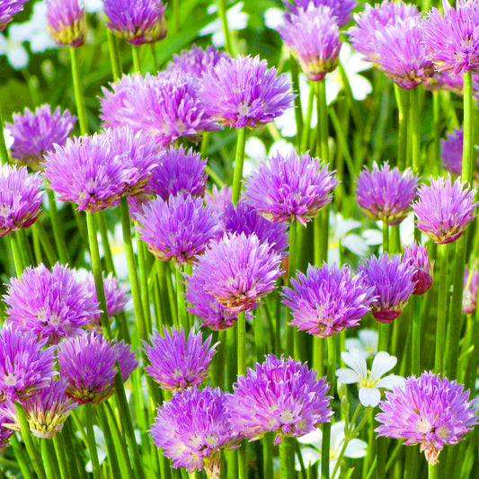 Chives Common