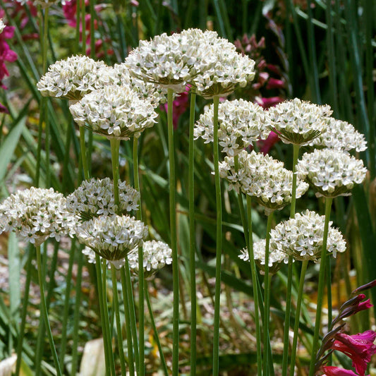 Chives Garlic