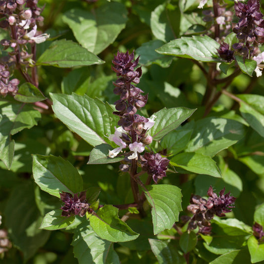 Basil 'Cinnamon'