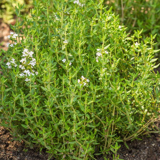 Thyme Common