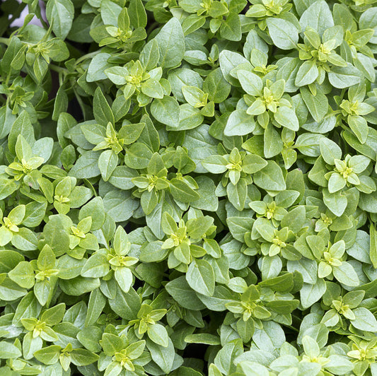 Basil Greek