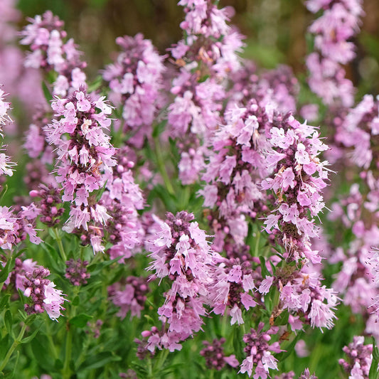 Hyssop Pink