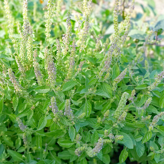 Lemon 'Spinach'