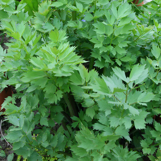 Lovage Common
