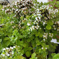 Marjoram 'Acorn Bank'