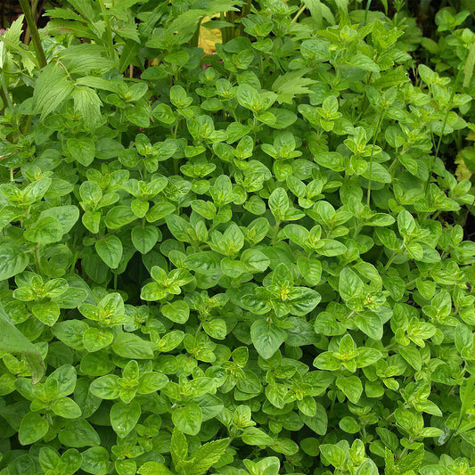Marjoram Compact