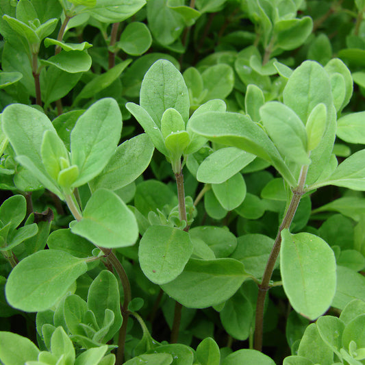 Marjoram Pot