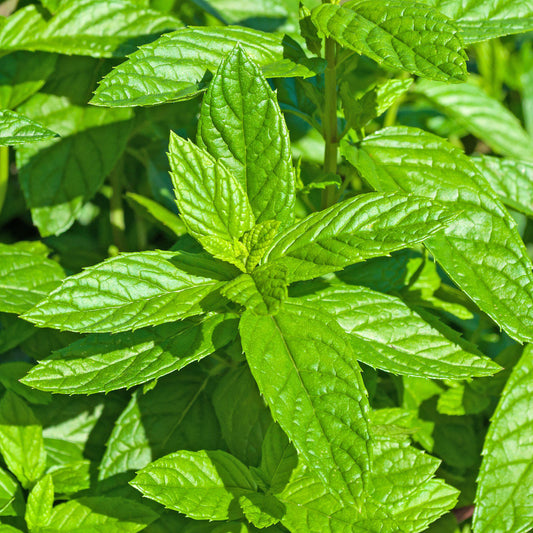 Mentha Moroccan
