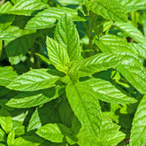 Mint 'Moroccan'