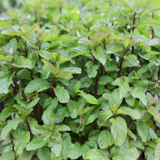 Mint Basil