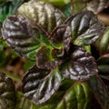 Mint 'Blackcurrant'
