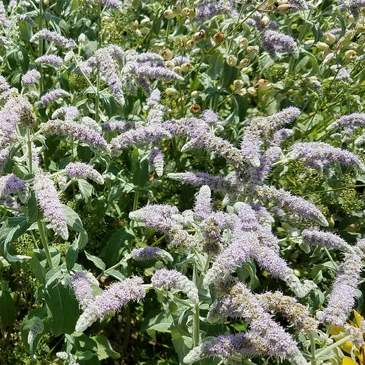 Mint 'Buddleia'