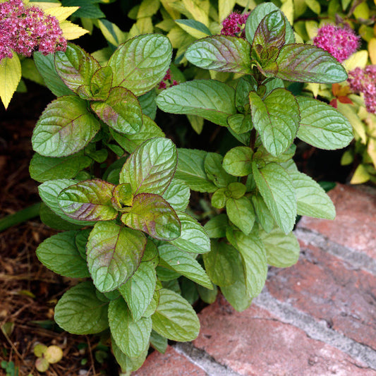 Mint 'Eau-de-Cologne'
