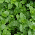 Mint 'English Lamb'