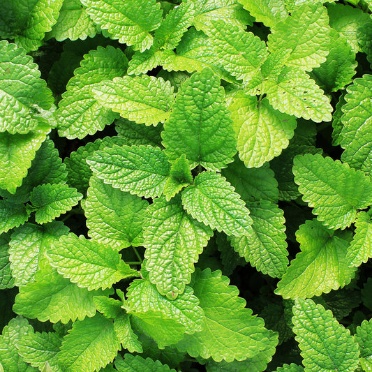 Mint Garden
