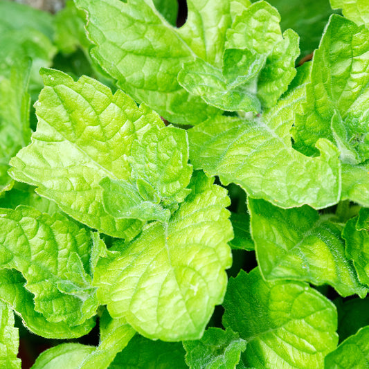 Mint 'Grapefruit'
