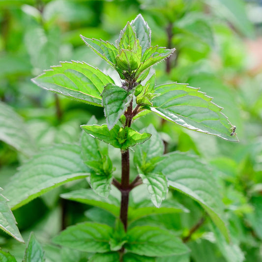 Mint 'Red'