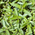 Mint 'Swiss'