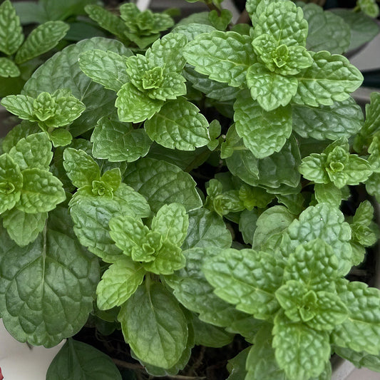 Mint 'Tashkent Curled'