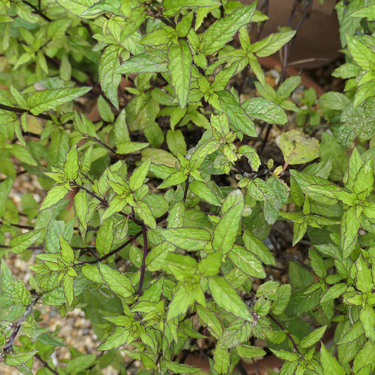 Mint 'Thai'