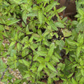 Mint 'Thai'