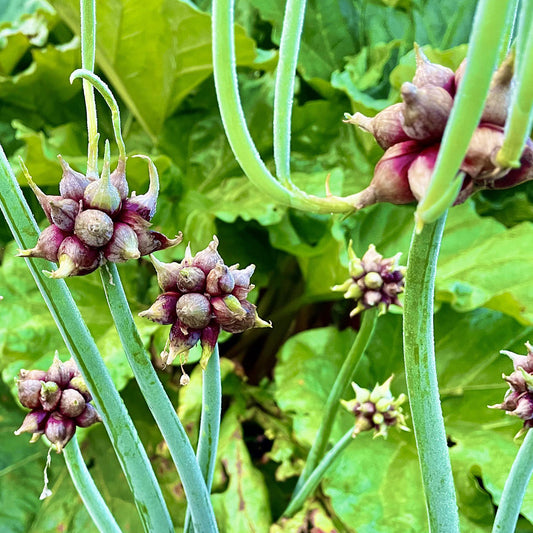 Onion 'Walking'