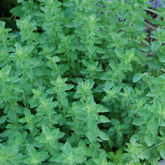 Oregano Common