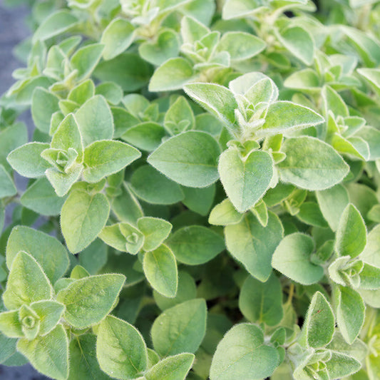 Oregano Hot 'n' Spicy