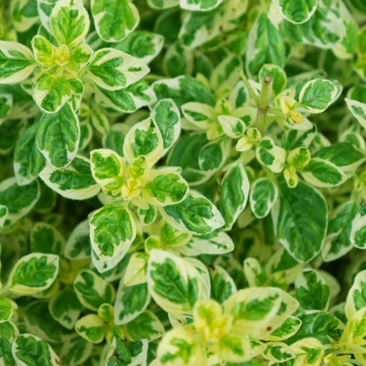 Oregano Variegated