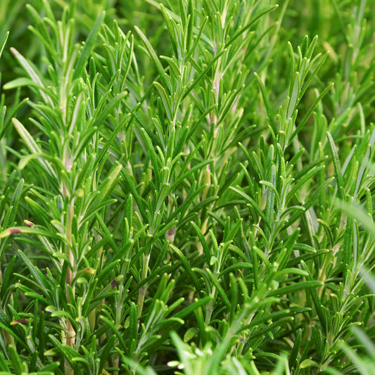 Rosemary Common