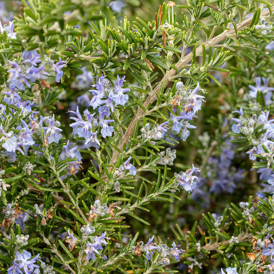 Rosemary 'Foxtail'