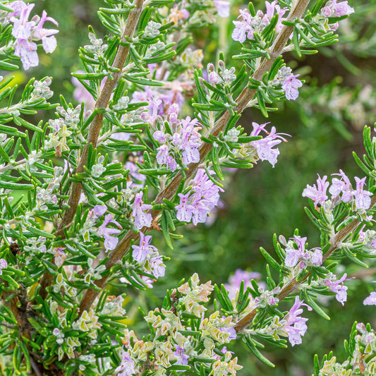 Rosemary 'Majorcan Pink'