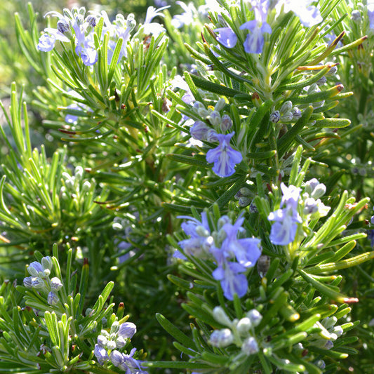 Rosemary 'Primley Blue'