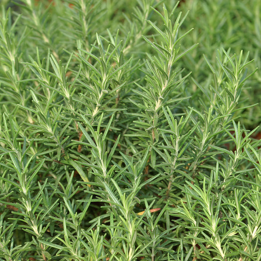 Rosemary 'Salem'