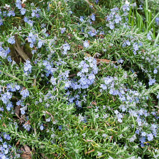 Rosemary 'Sea Level'