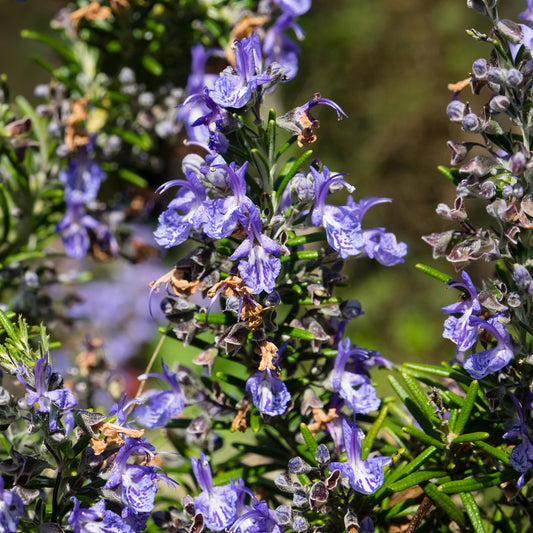 Rosemary 'Severn Sea'